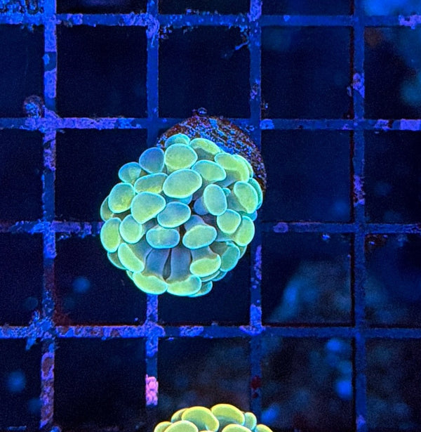 Indo hammer