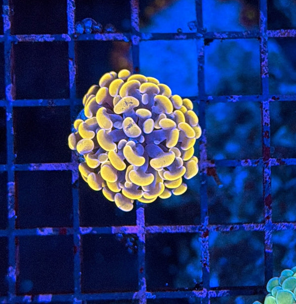 Indo hammer