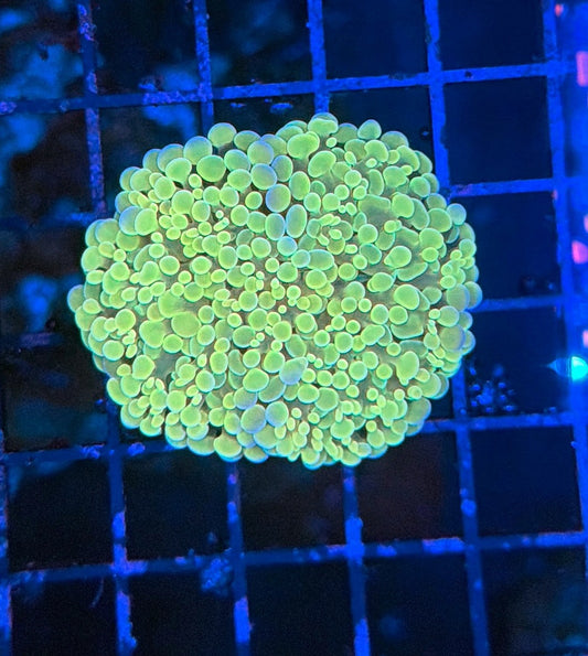 Indo hammer