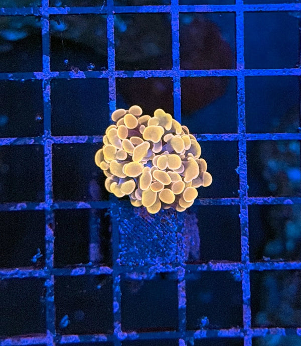 Indo hammer