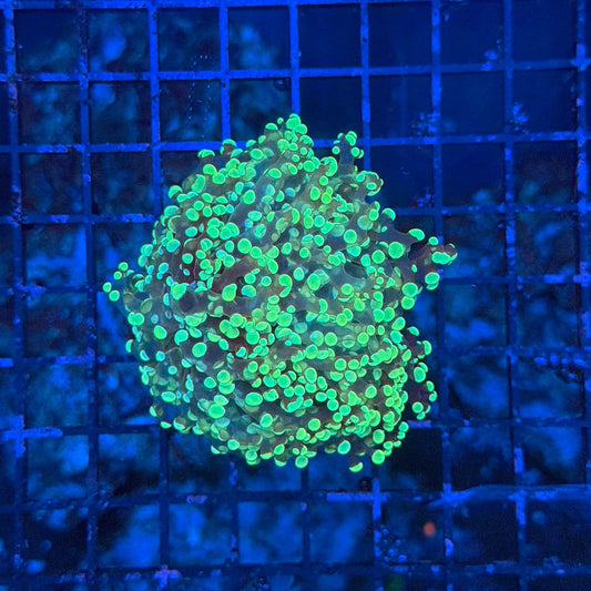 Indo hammer