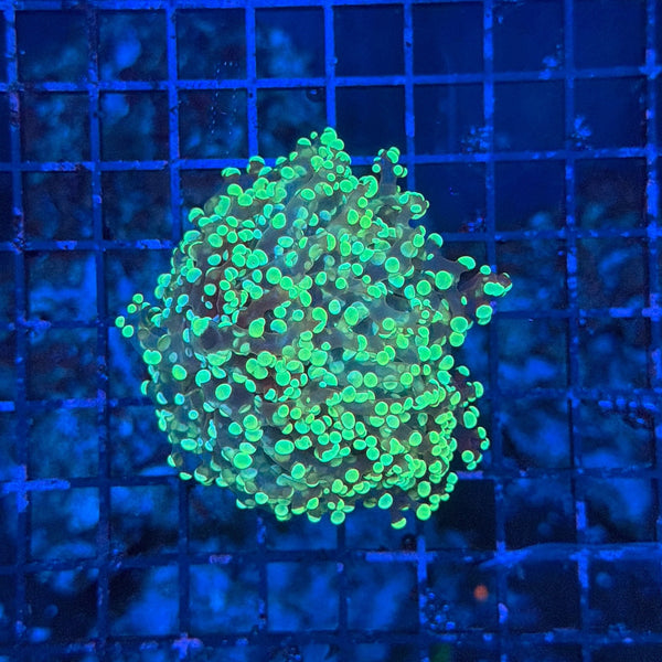 Indo hammer