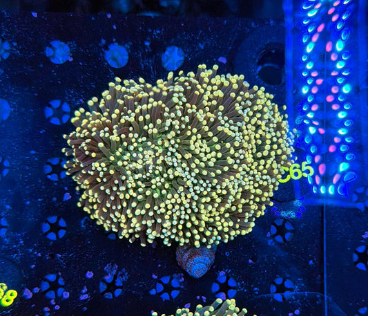 Indo rainbow torch colony