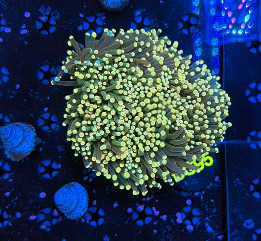 indo rainbow torch colony