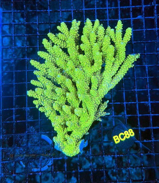 Malay Acro BC88