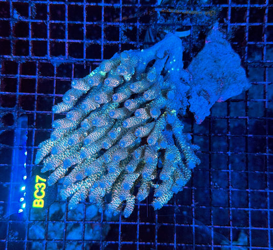 Malay Acro BC37