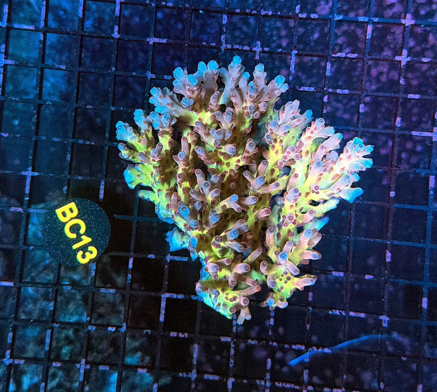 Malay Acro BC13