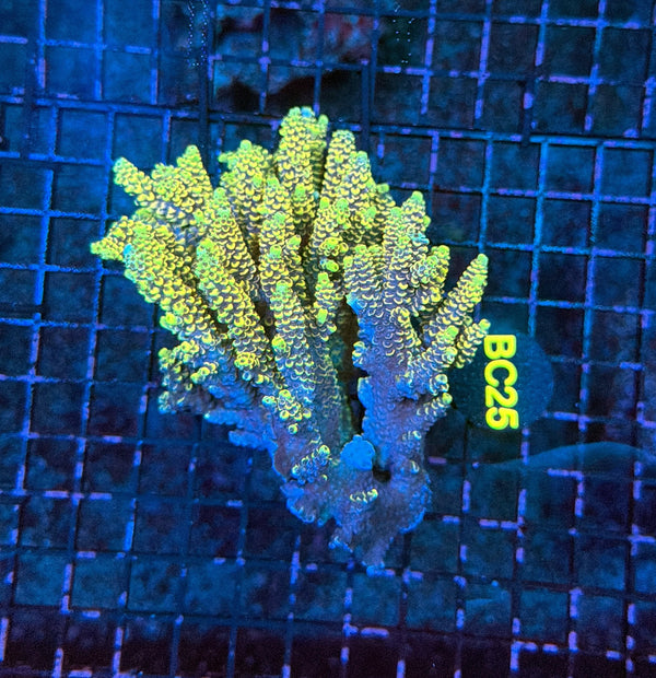 Malay Acro BC25