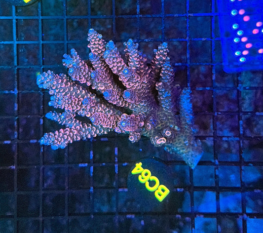 Malay Acro