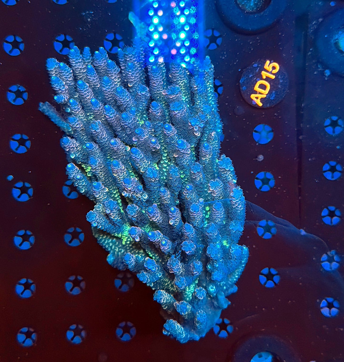 Malay Acro AD15