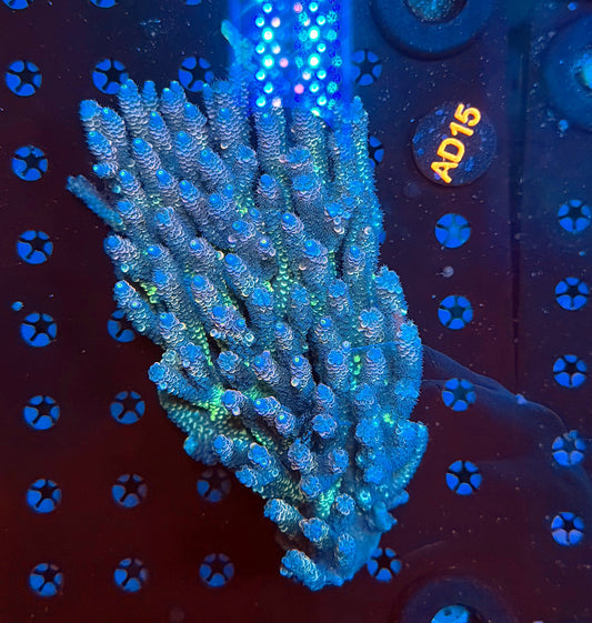 Malay Acro AD15