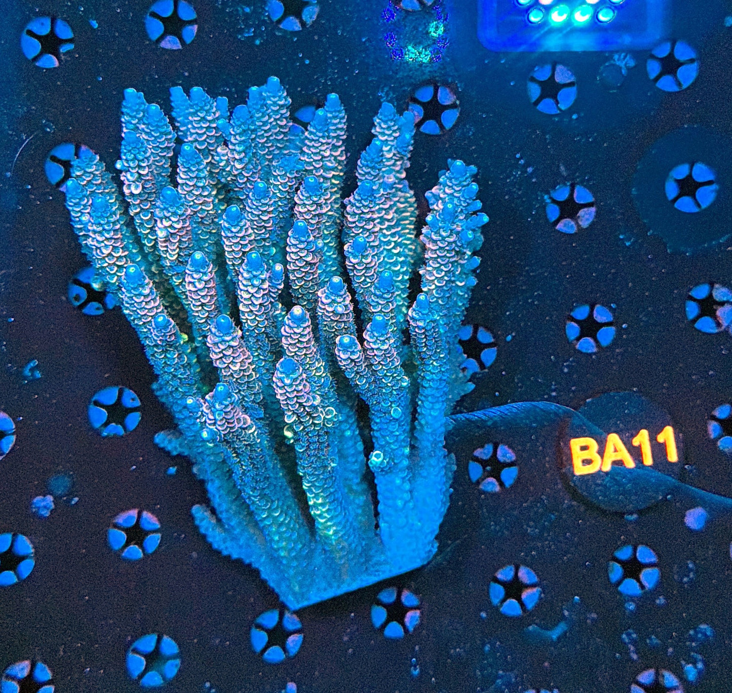 Malay Acro BA11