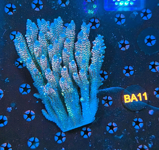 Malay Acro BA11