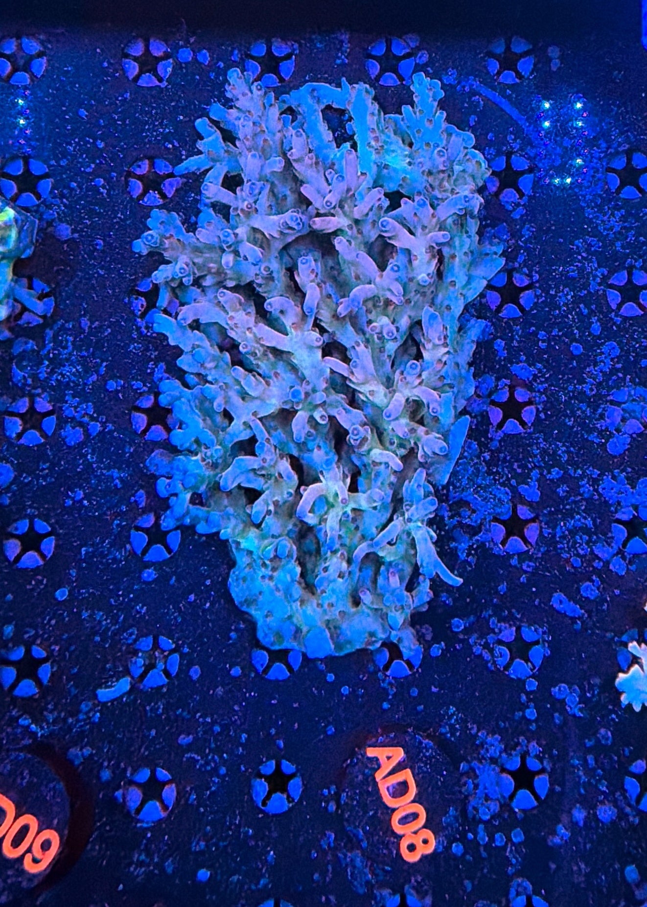 Malay Acro