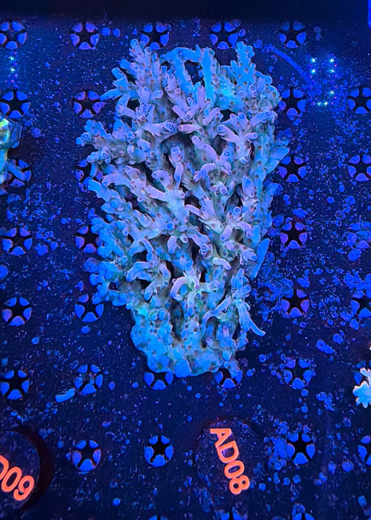 Malay Acro