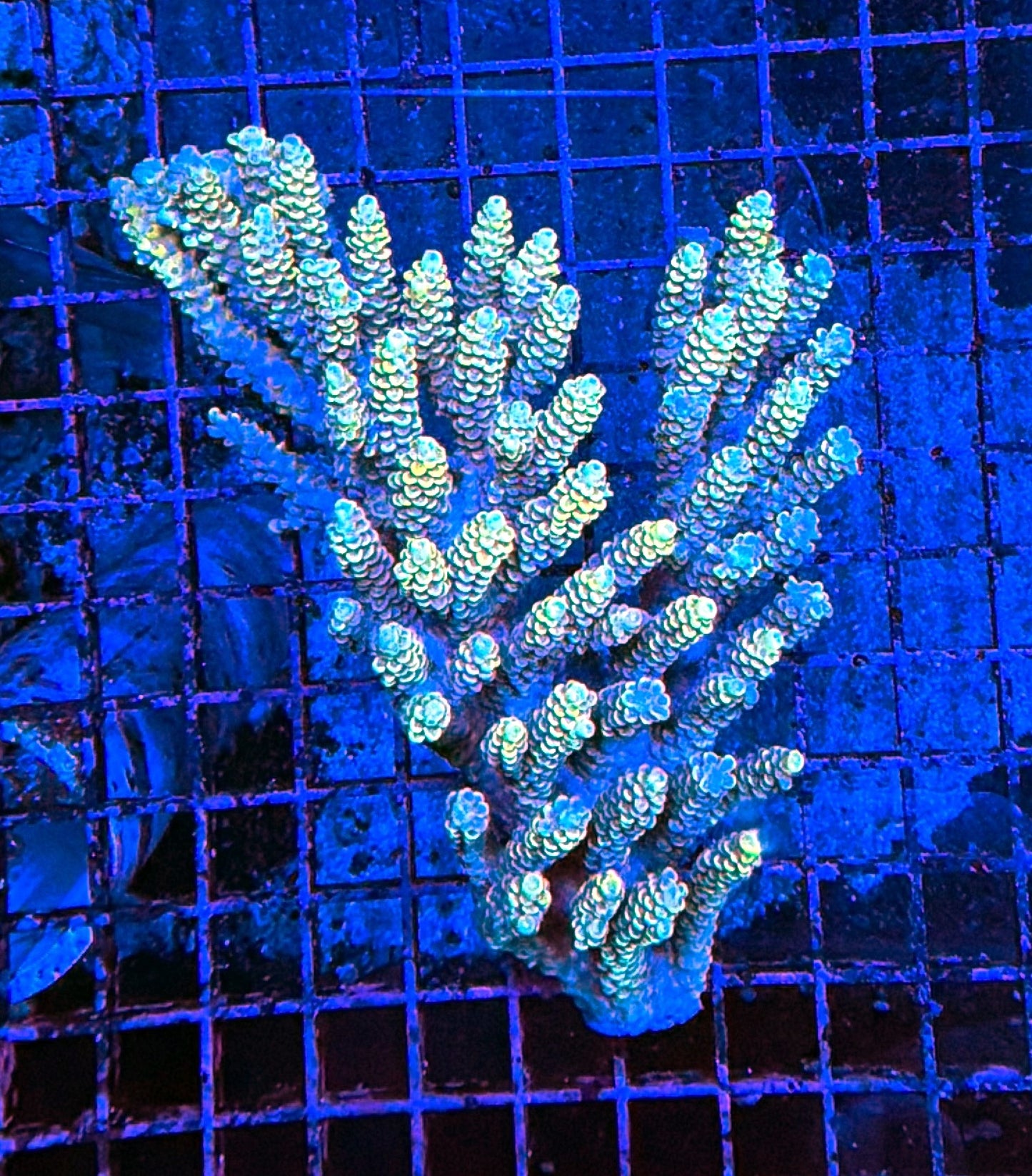 Malay Acro