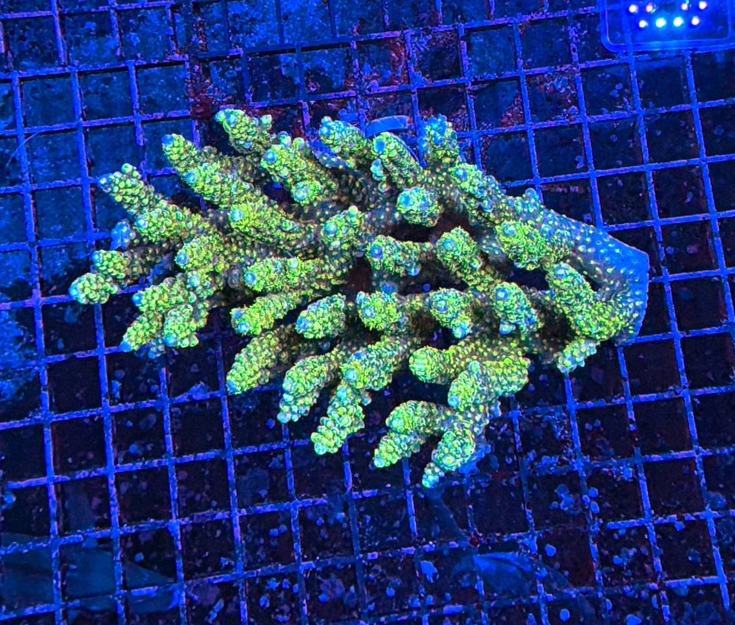 Malay Acro