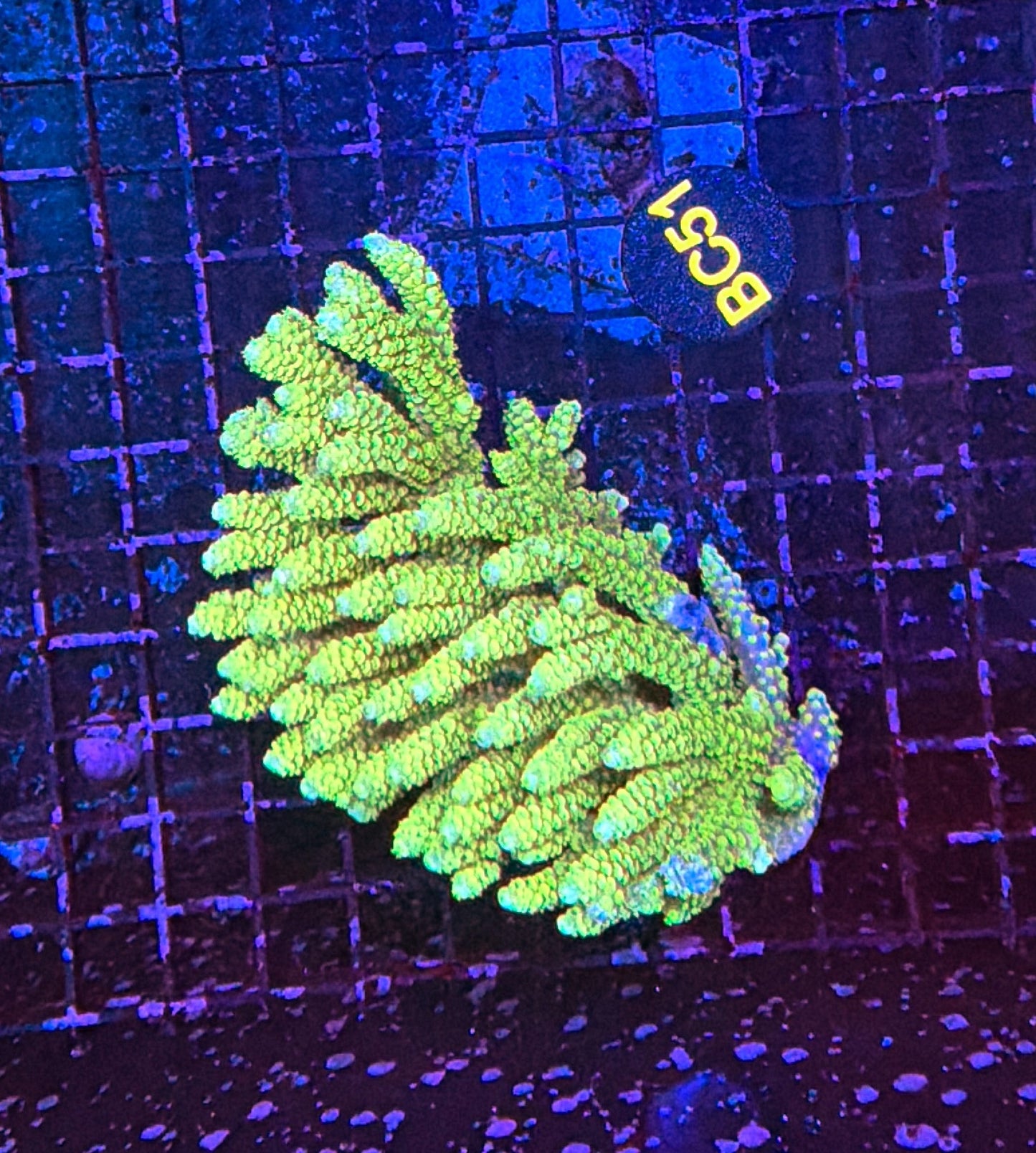 Malay Acro