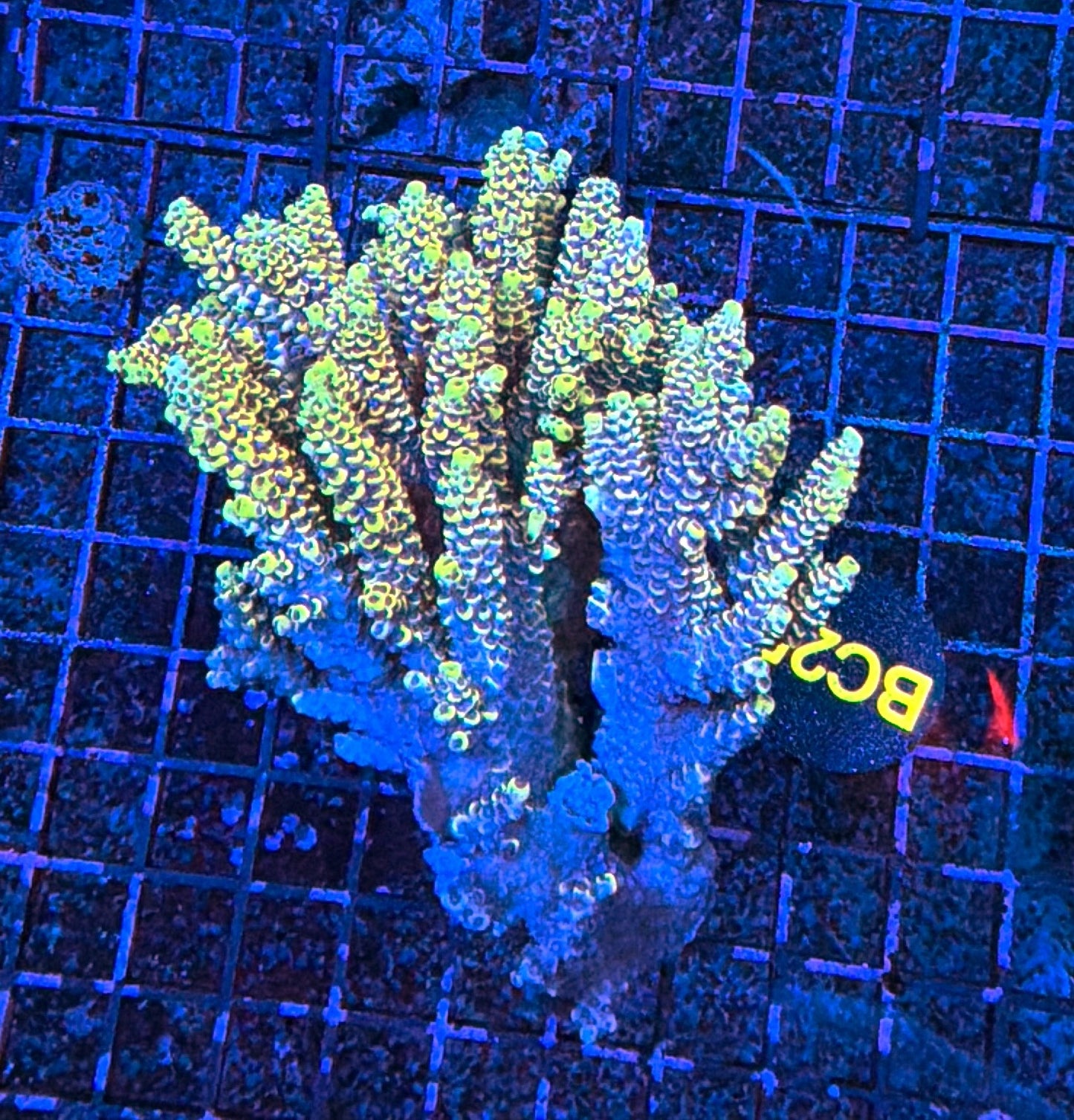 Malay Acro