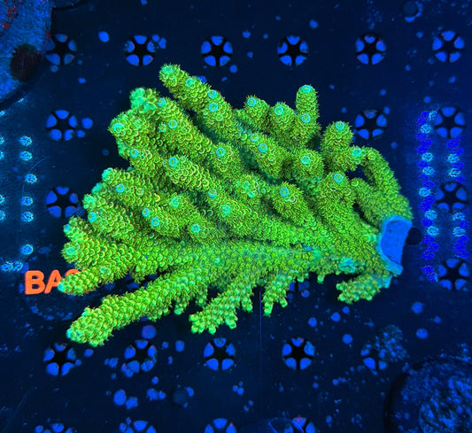 Malay Acro
