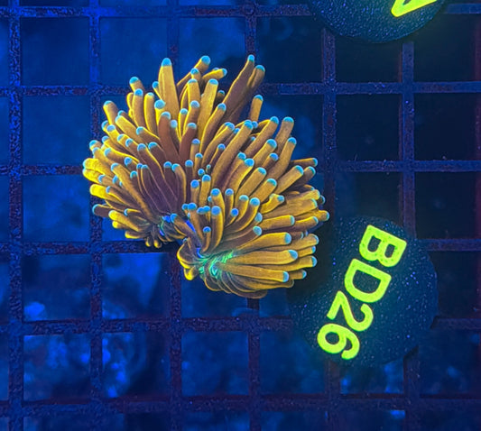 Malay banana grail gold BD26