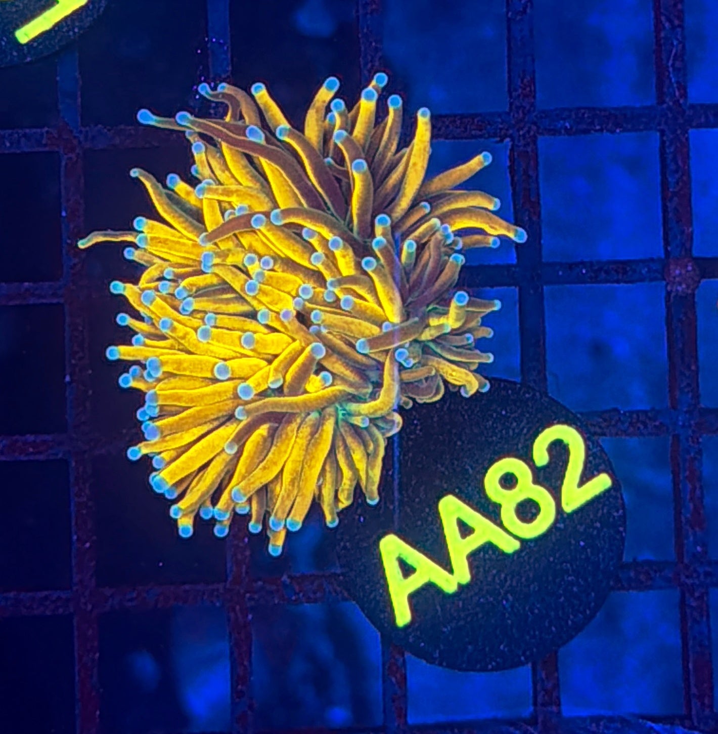 Malay banana grail gold AA82