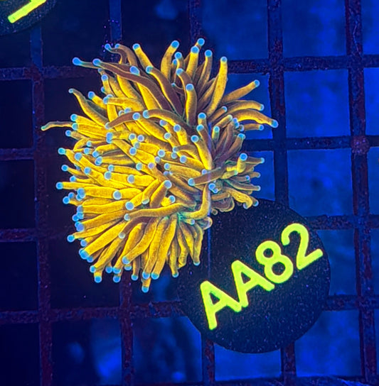 Malay banana grail gold AA82