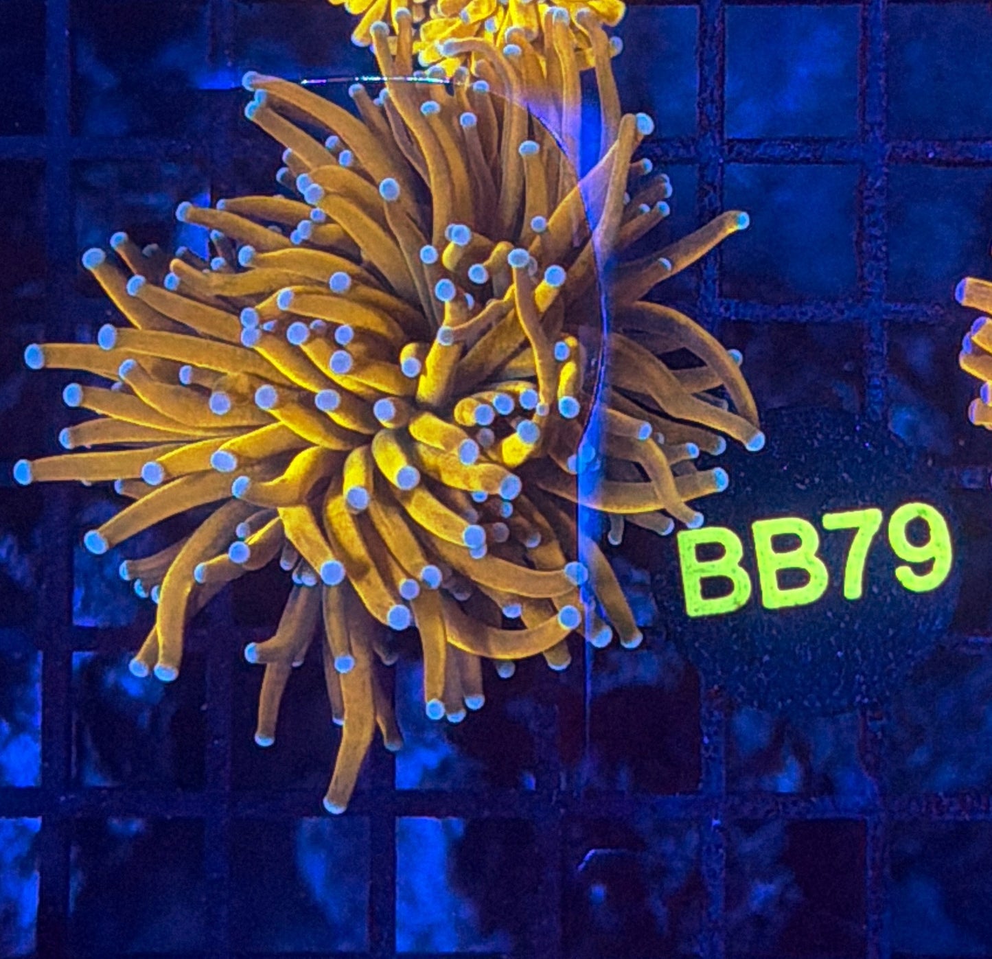 Malay banana gold BB79