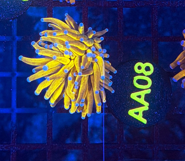 Malay banana gold AA08