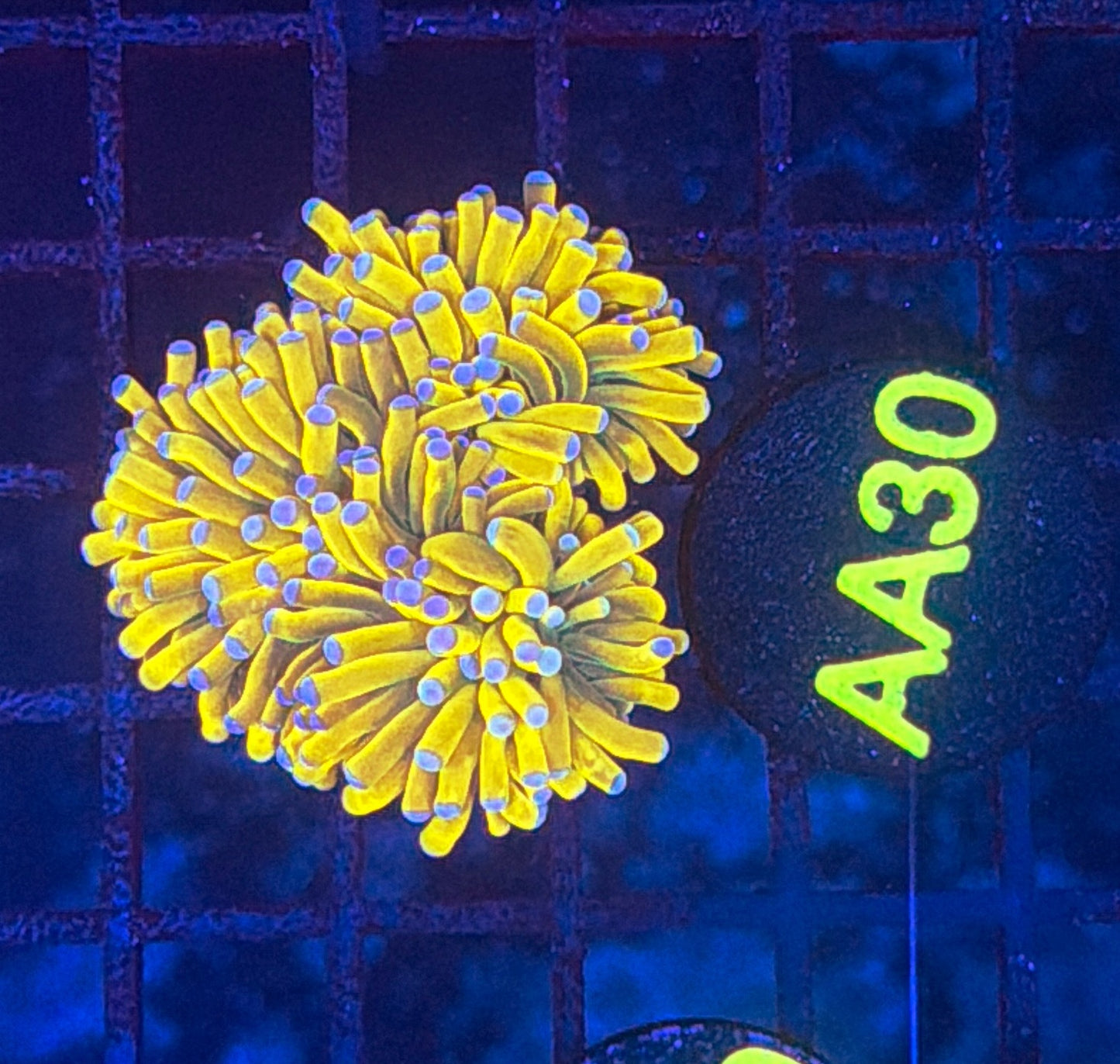 Malay banana grail gold L AA30