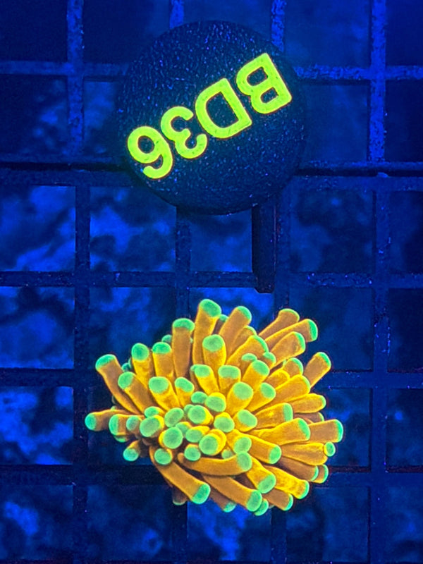 Malay banana gold BD36
