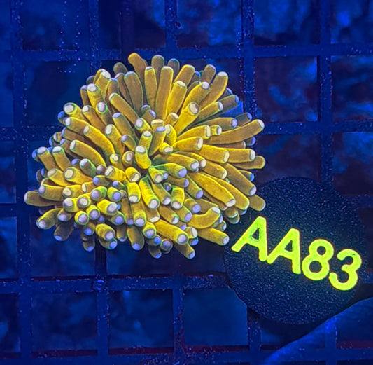 Malay banana grail gold AA83 (pink tip/white tip rare)