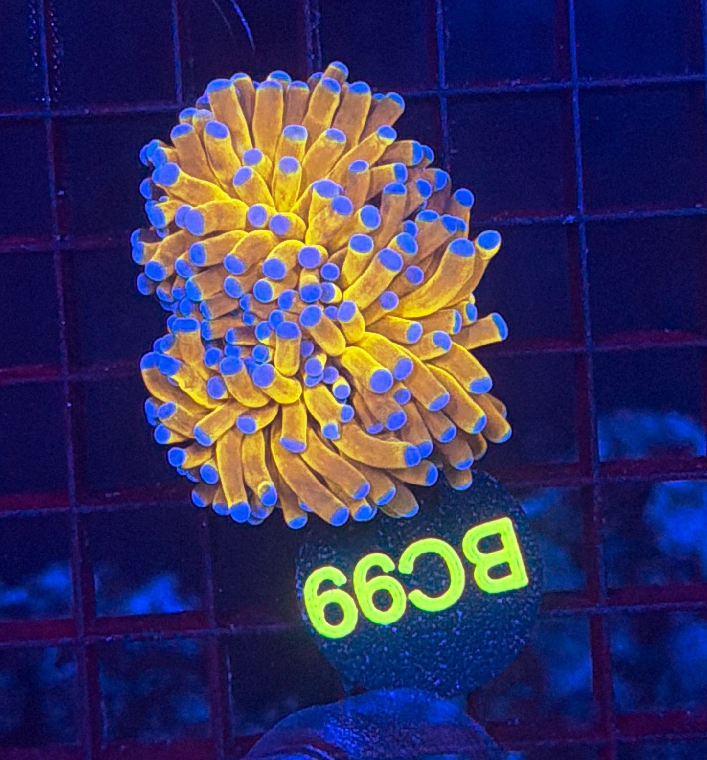 Malay Tartar gold BC99