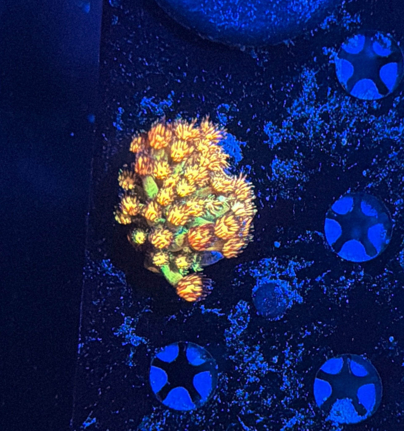 Grand Master Goni tank grow