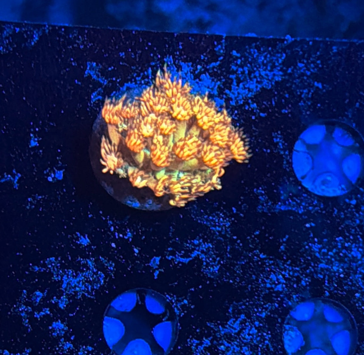 Grand Master Goni tank grow