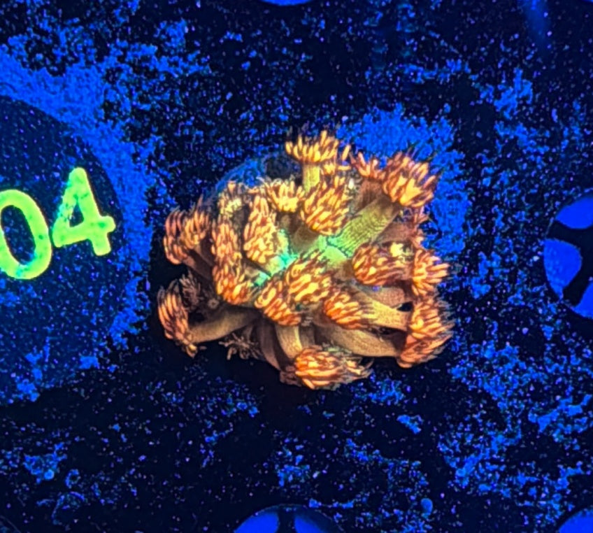 Grand Master Goni tank grow