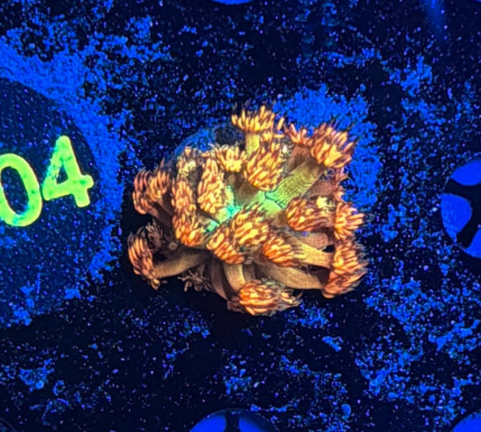 Grand Master Goni tank grow