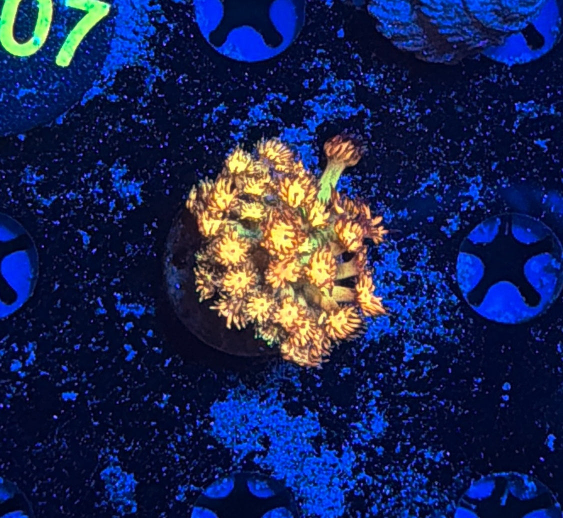 Grand Master Goni tank grow