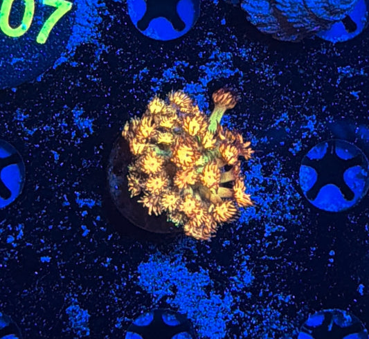 Grand Master Goni tank grow