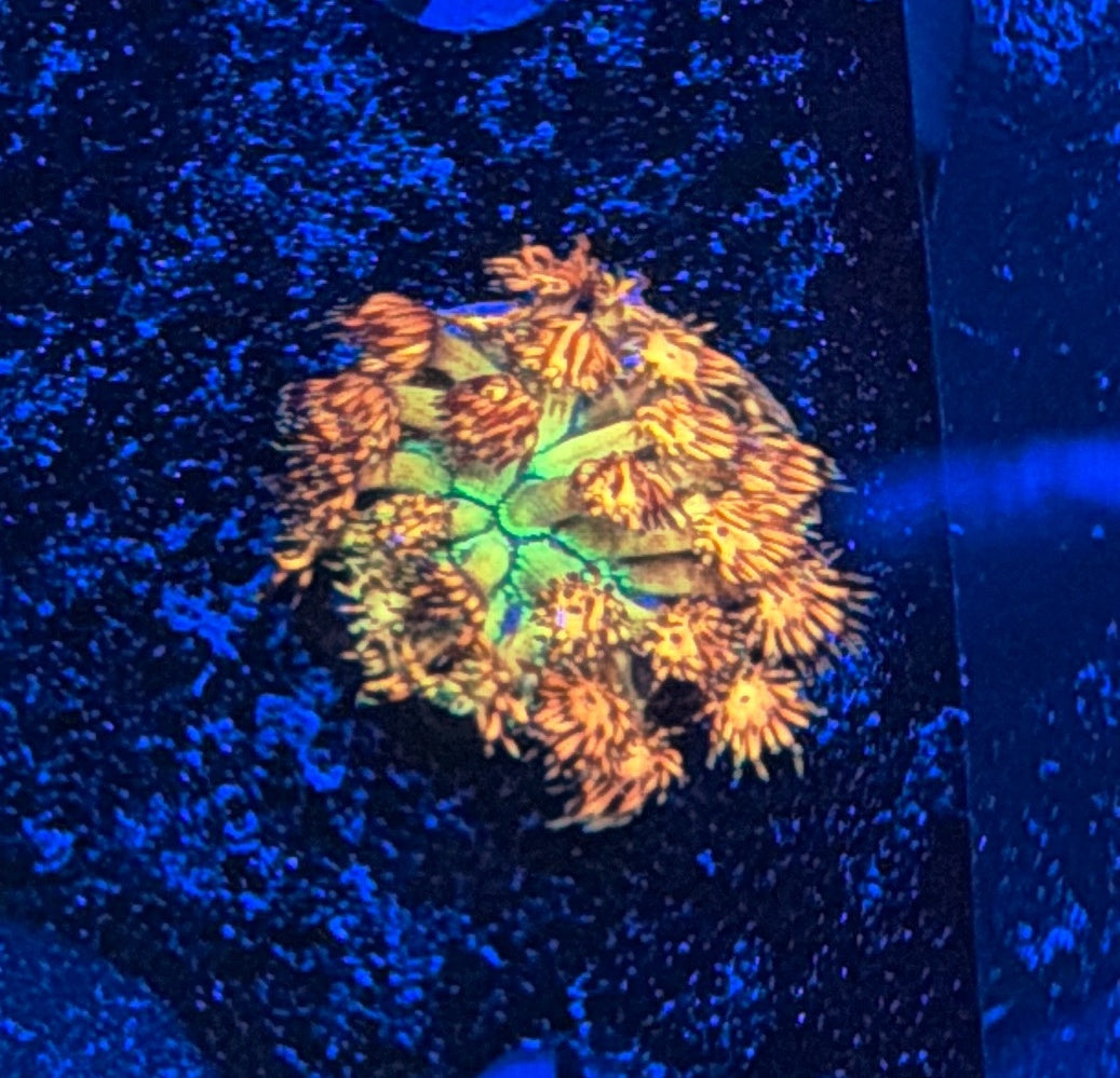 Grand Master Goni tank grow