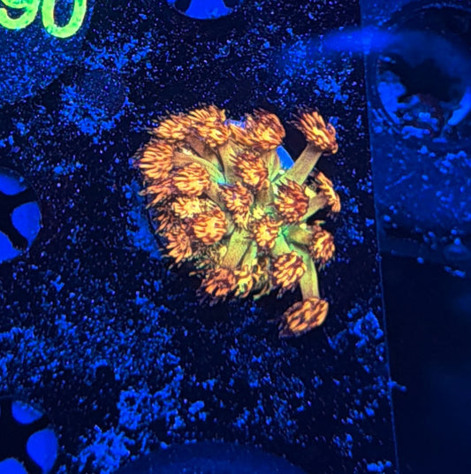 Grand Master Goni tank grow