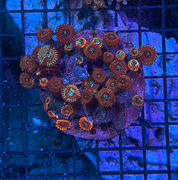 Zoa clearance