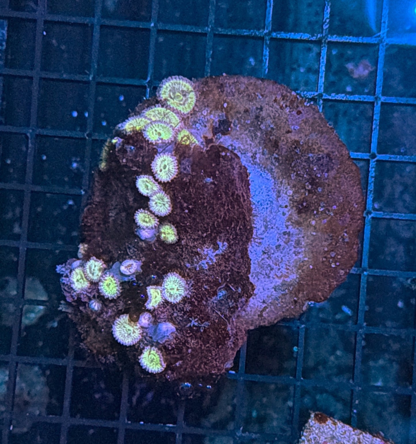 Zoa clearance