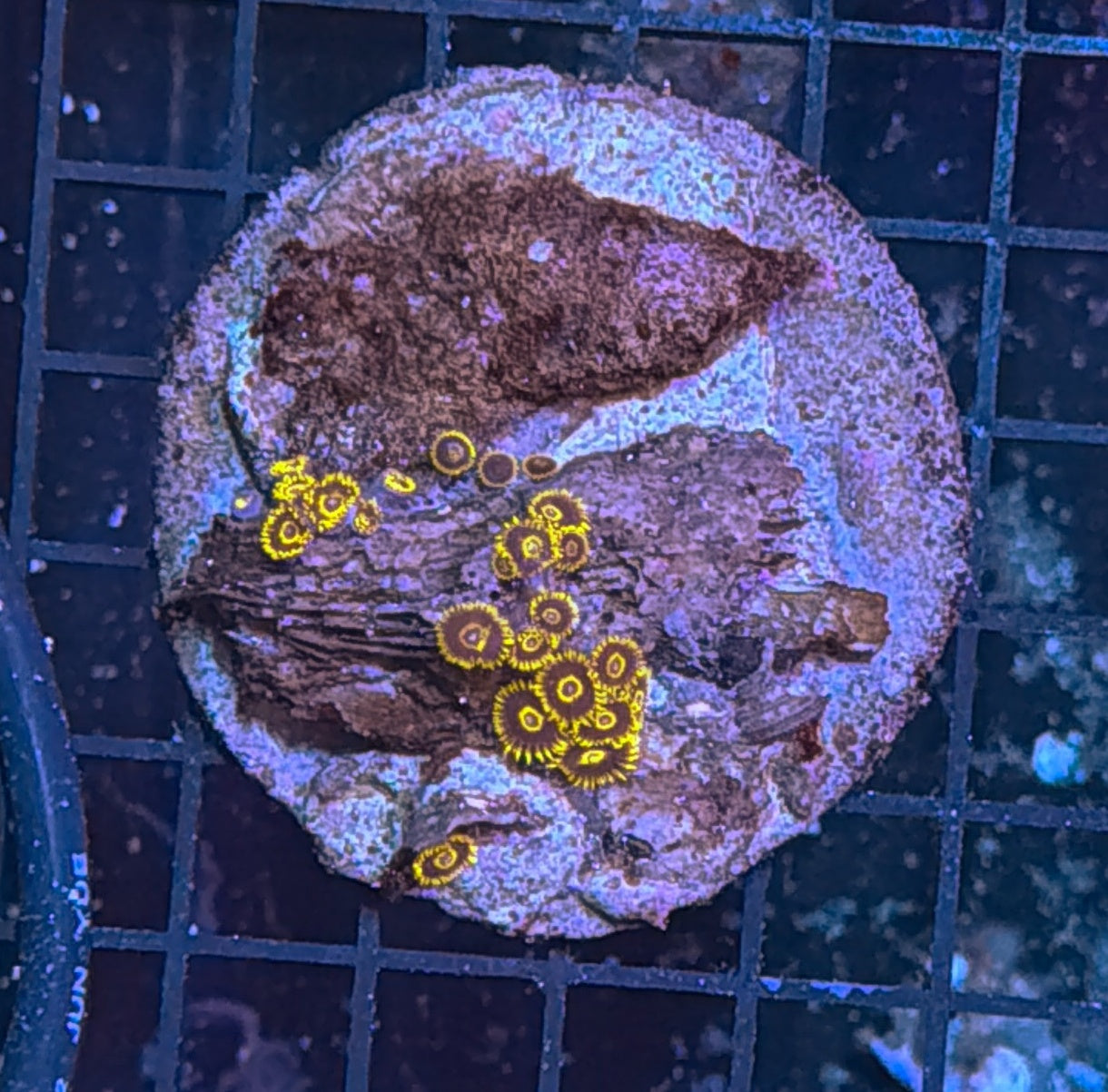 Zoa clearance