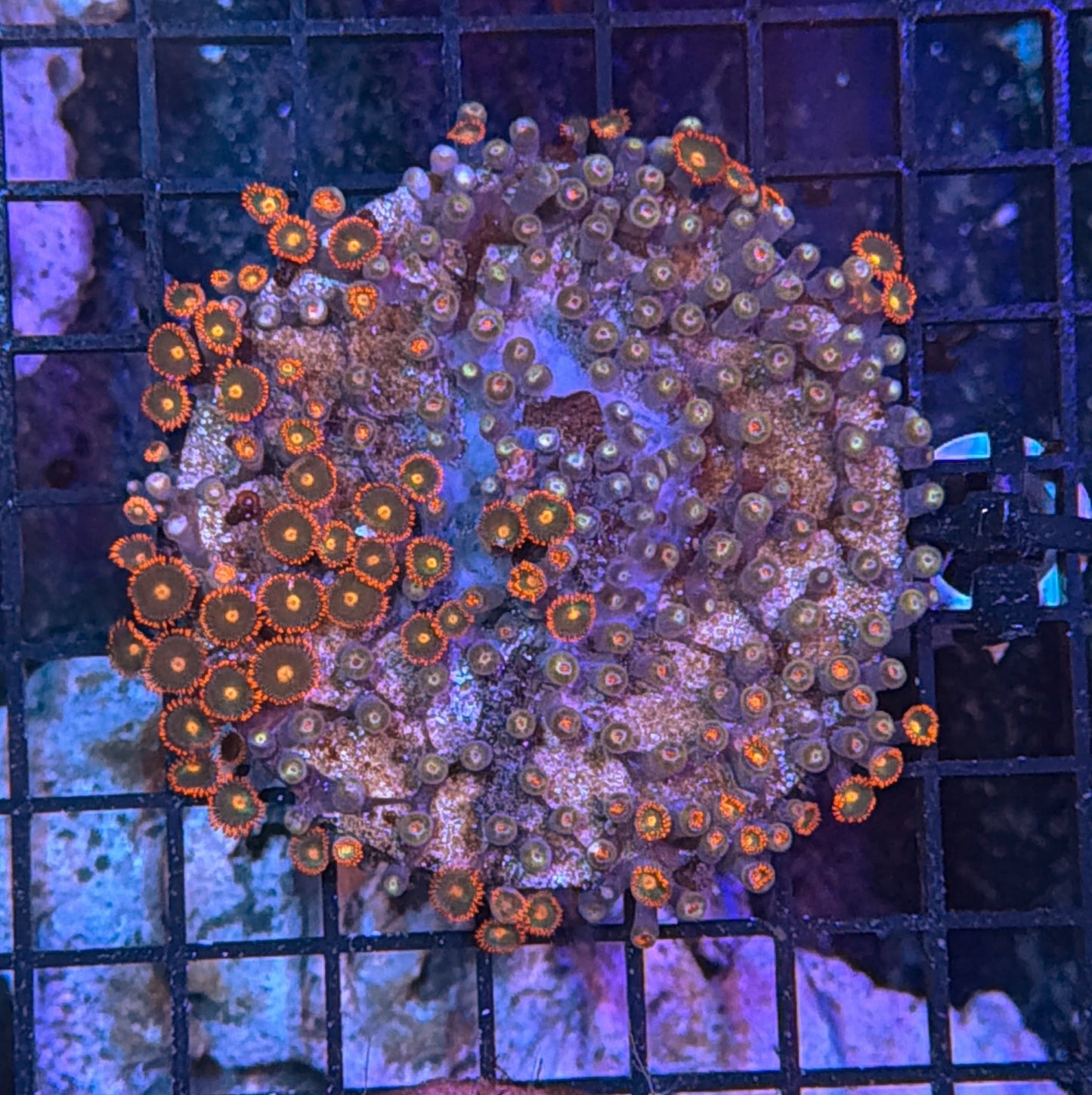 Zoa clearance