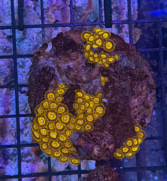 Zoa clearance