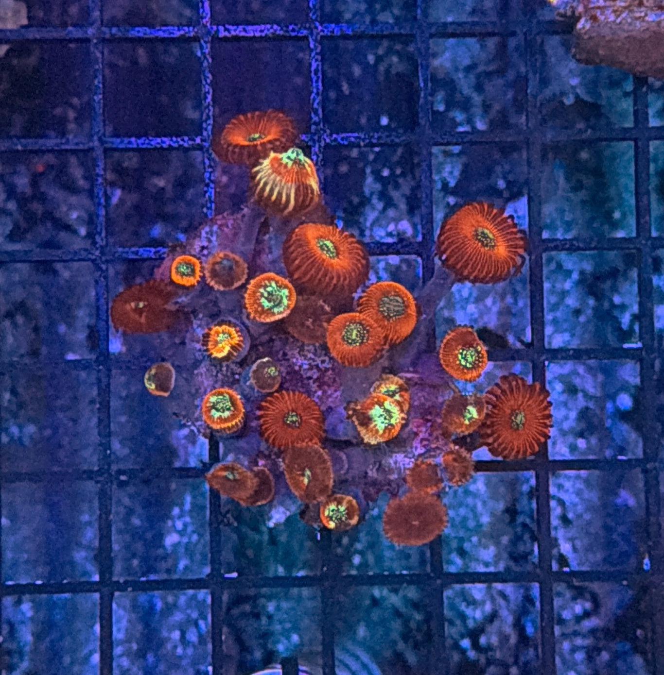 Zoa clearance