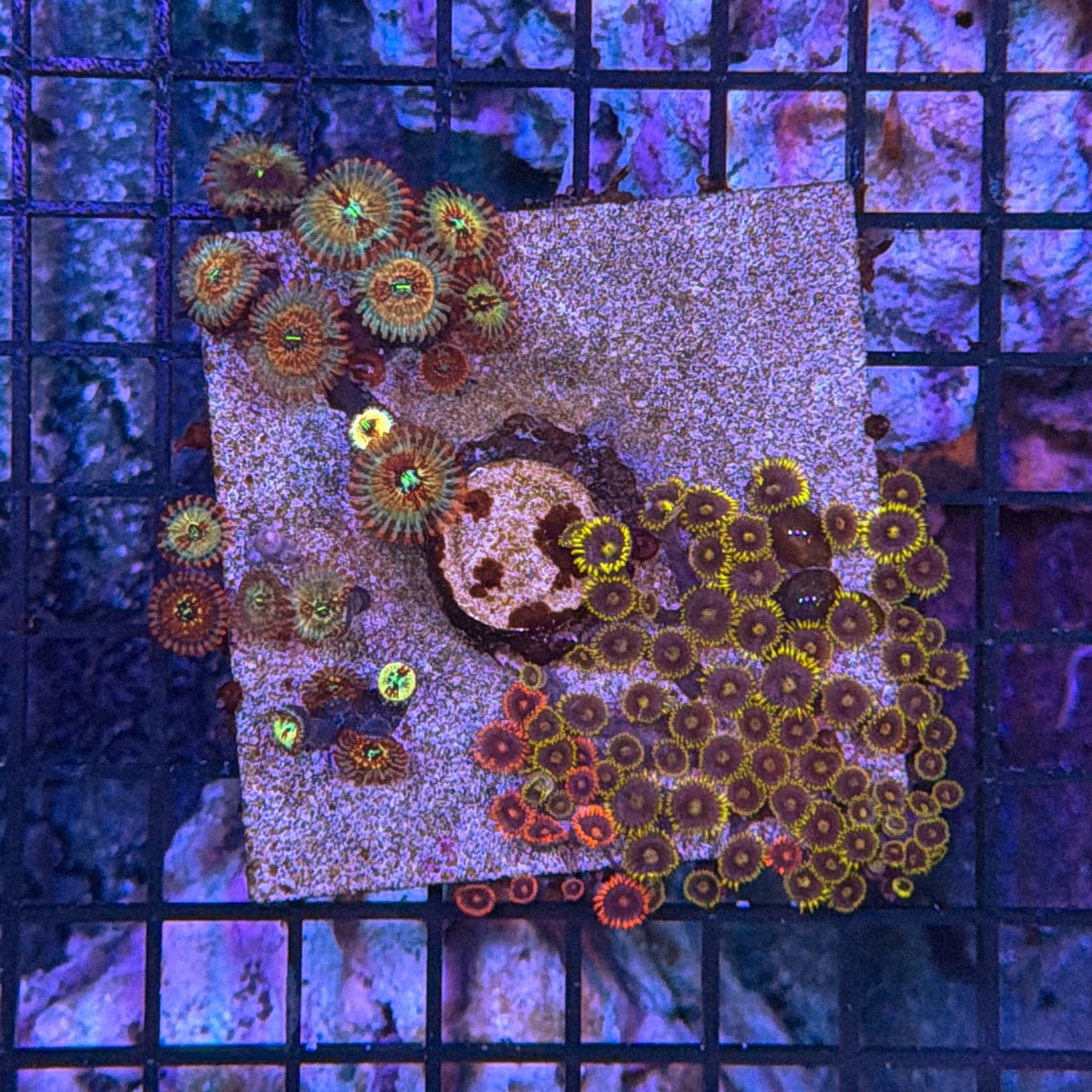 Zoa clearance
