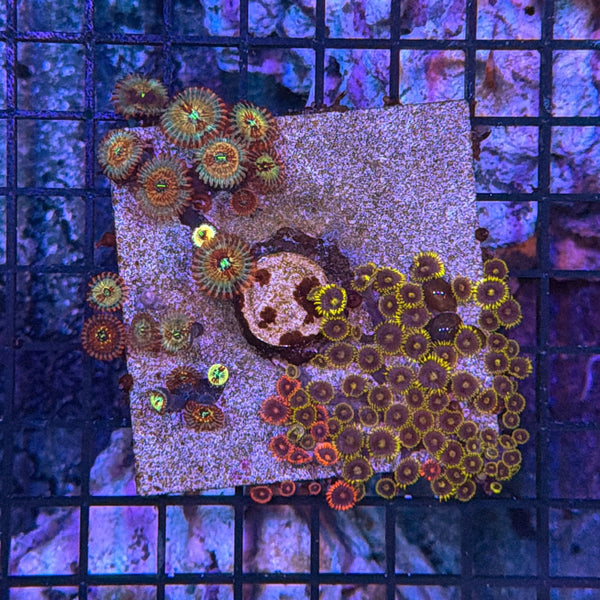 Zoa clearance