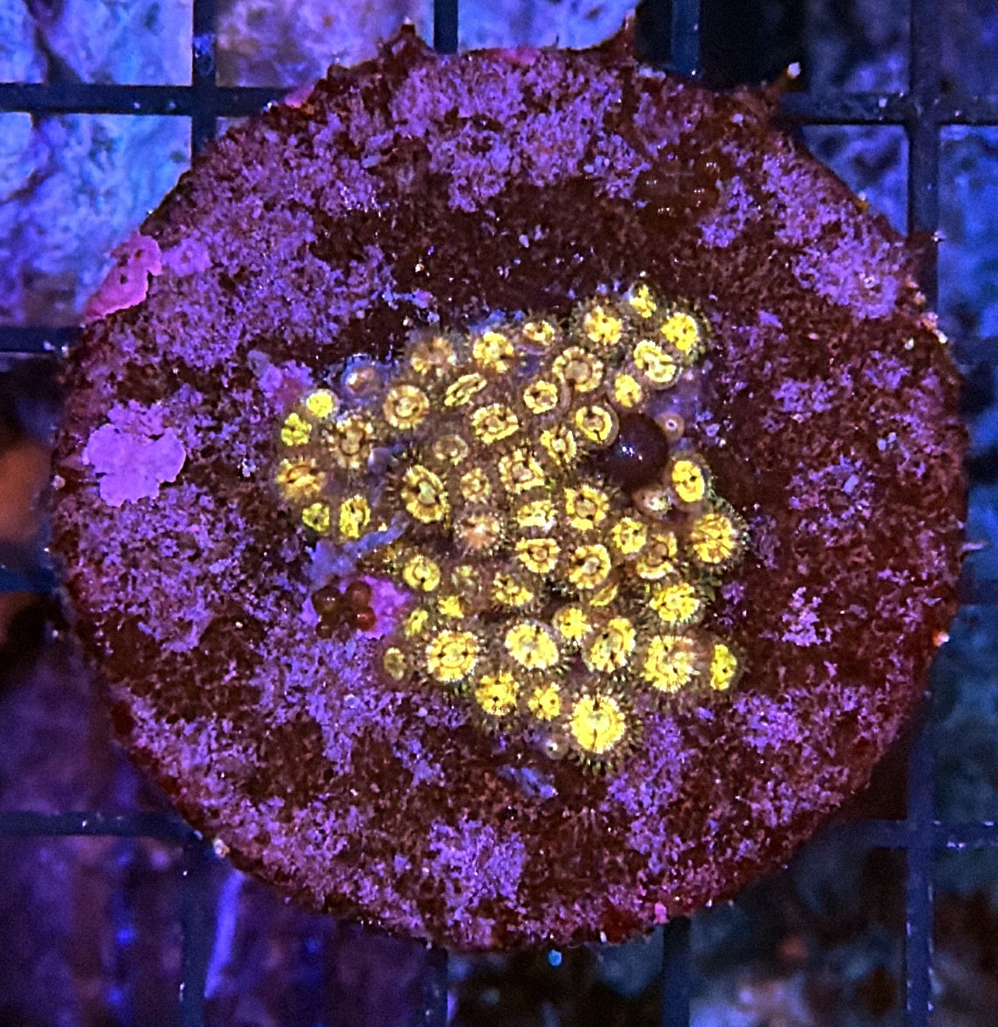 Zoa clearance